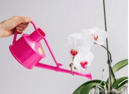 Цветы Орхидея - пожелтели листья, цветение, пересадка и выбор грунта, полив