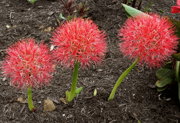 Цветок Гемантус - разновидности гемантус, пересадка и выбор почвы, размножение, полив и удобрение, болезни и вредители