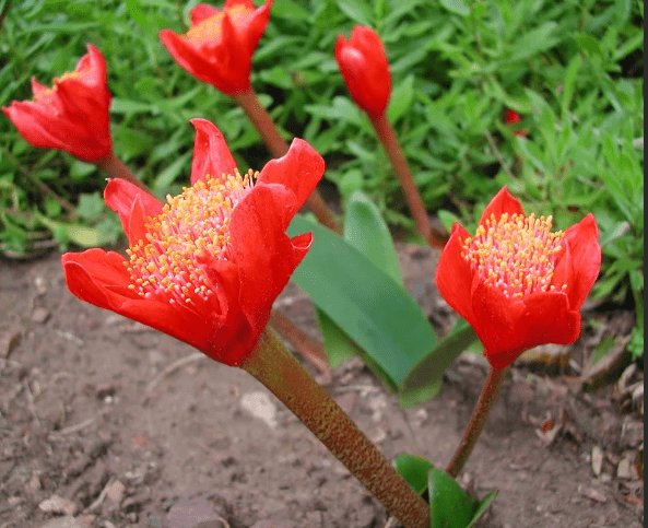 Цветок Гемантус - разновидности гемантус, пересадка и выбор почвы, размножение, полив и удобрение, болезни и вредители