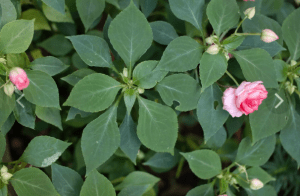 Цветок Бальзамина - листья и цветение, полив и удобрения, пересадка и почва, размножение бальзамина