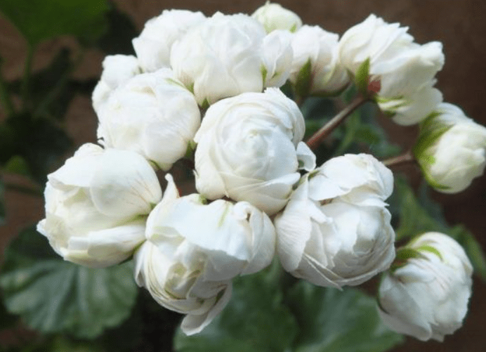 Цветок Пеларгония - цветы различных сортов, пересадка и выбор почвы, размножение, полив и подкормка, вредители и болезни