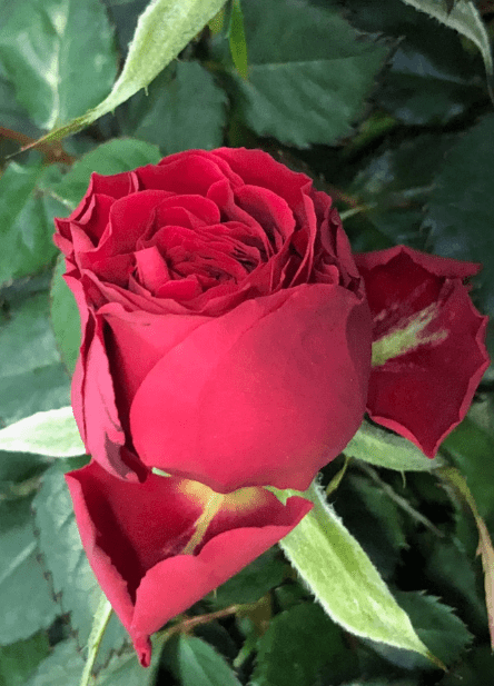 Комнатная Роза - листья и цветение, полив и подкормка, пересадка и обрезка, болезни и вредители