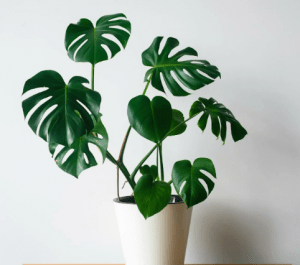 Комнатные растения превосходно очищающие воздух - 7 комнатных цветов очищающие воздух