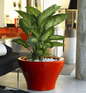 Комнатные растения превосходно очищающие воздух - 7 комнатных цветов очищающие воздух