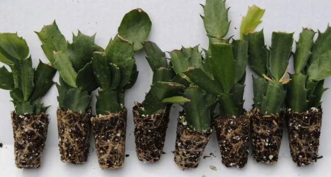 Кактус Шлюмбергера - листья и цветение, полив и подкормка, размножение, болезни и вредители