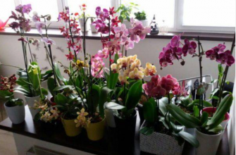 Цветы Орхидея