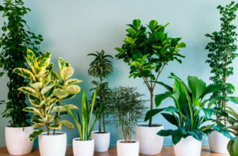 Комнатные растения превосходно очищающие воздух очищающие воздух