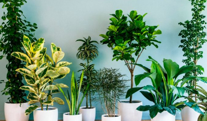 Комнатные растения превосходно очищающие воздух очищающие воздух
